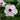 Pink Bower Vine