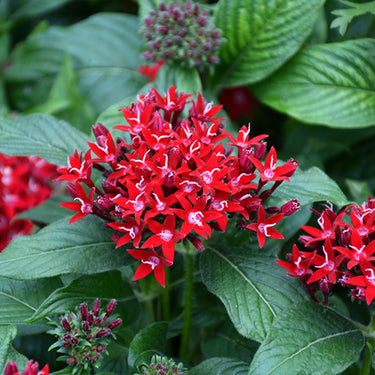Graffiti® Red Velvet Star Flower