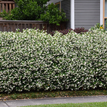 Star - Jasmine