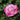 Fragrant Plum Rose