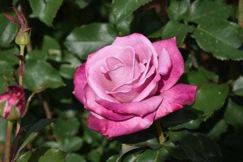 Fragrant Plum Rose