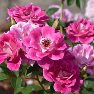 Brilliant Pink Iceberg Rose
