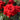 Drop Dead Red Rose