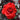 Legends Rose