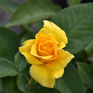 Midas Touch Rose
