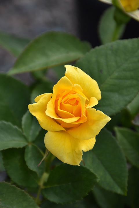 Midas Touch Rose