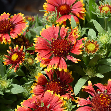 Spintop Orange Halo Blanket Flower