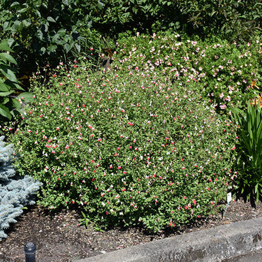 Hot Lips Sage