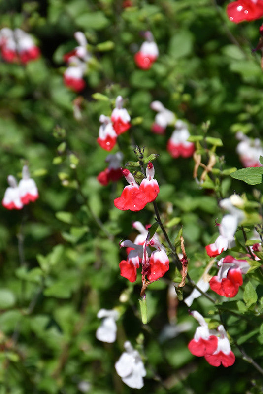 Salvia greggii 'Hot Lips' - Thumbnail 2
