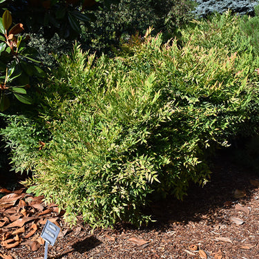 Gulf Stream Dwarf Nandina