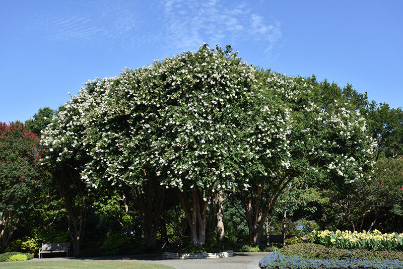 Natchez Crapemyrtle - Thumbnail 2