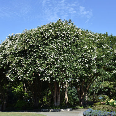 Natchez Crapemyrtle
