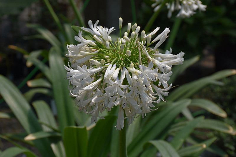 White African Lily