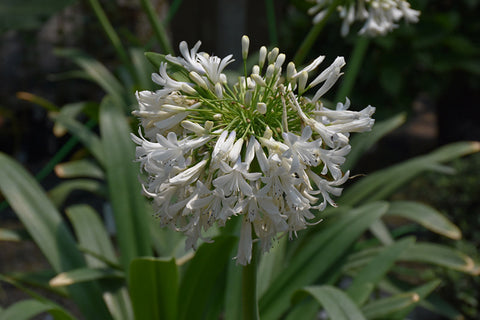 White African lily