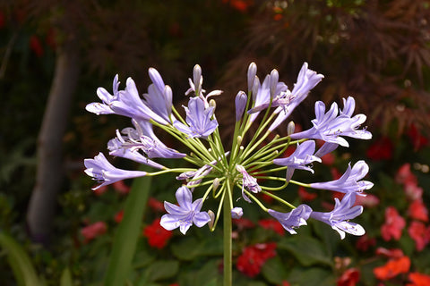 Blue African Agapanthus