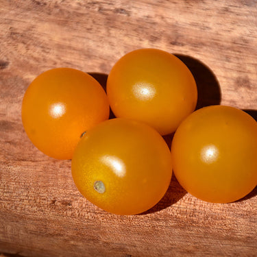 Sungold Tomato