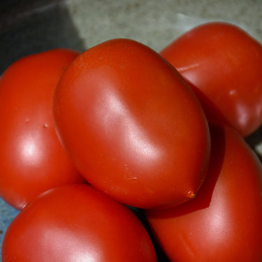 Roma Tomato