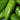 Jalapeno Pepper