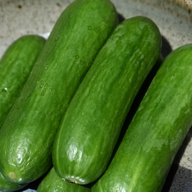 Straight Eight Cucumber