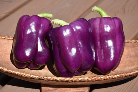 Purple Beauty Bell Pepper