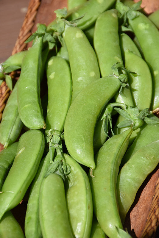 Sugar Snap Pea