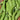 Sugar Snap Pea