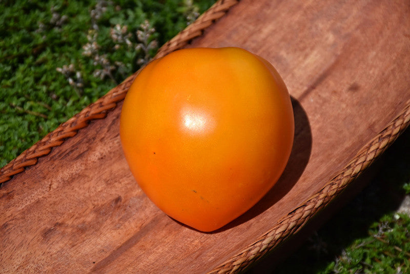 Orange Oxheart Tomato