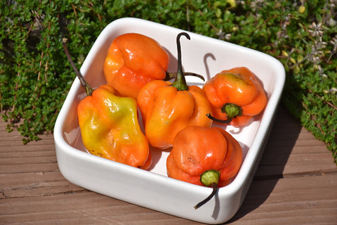 Habanero Orange Pepper