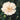 Jean May Camellia - Monrovia