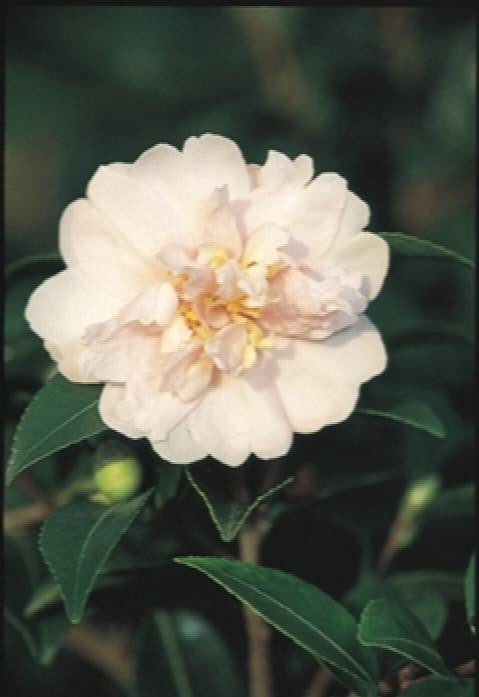 Jean May Camellia - Monrovia