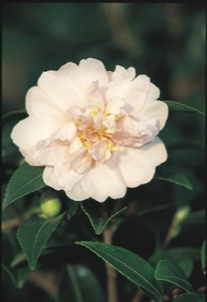 Jean May Camellia - Monrovia – Armstrong Garden Centers