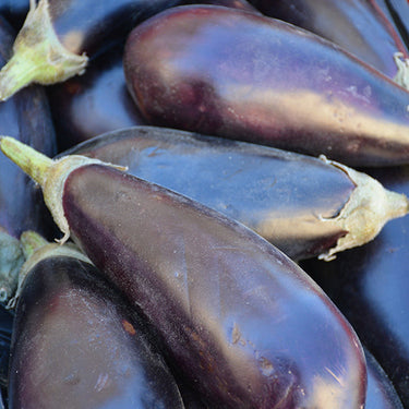 Black Beauty Eggplant
