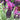 Anouk Spanish Lavender