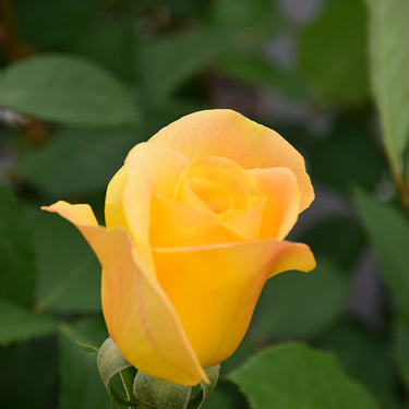 Gold Medal Rose