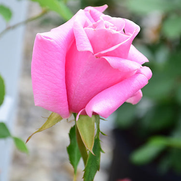 Bewitched Rose