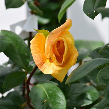 Oregold Rose