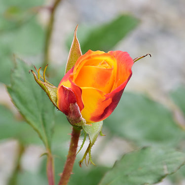 Judy Garland Rose