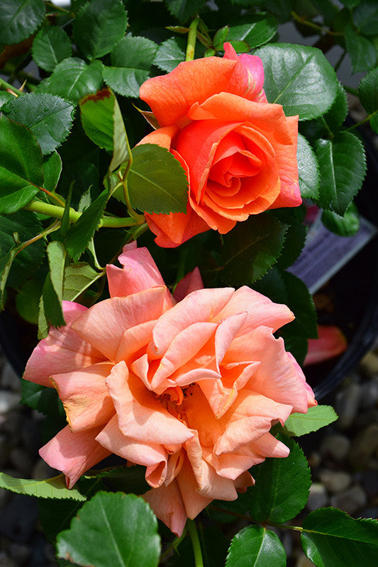 Easy Does It Rose - Thumbnail 2