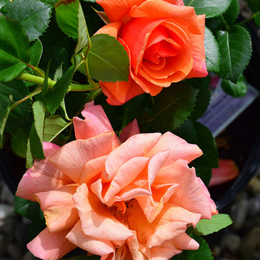 Easy Does It Rose