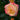 Chihuly Rose