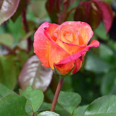 Sheila's Perfume Rose