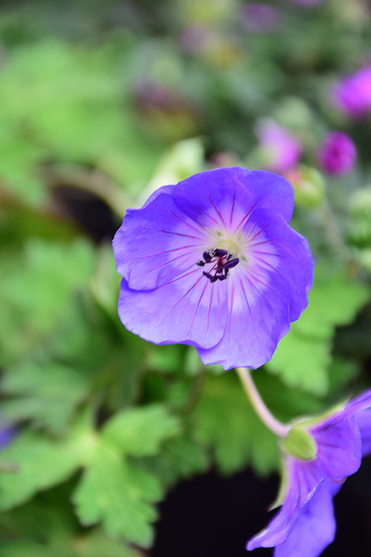 Rozanne Cranesbill