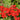 Geranium Ivy - 4 inch