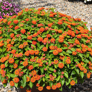 Hot Blooded Red Lantana
