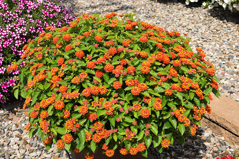 Hot Blooded Red Lantana
