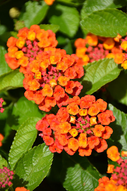 Hot Blooded Red Lantana - Thumbnail 2