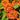 Hot Blooded Red Lantana