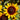 Sonora Coneflower