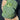 Belstar Broccoli