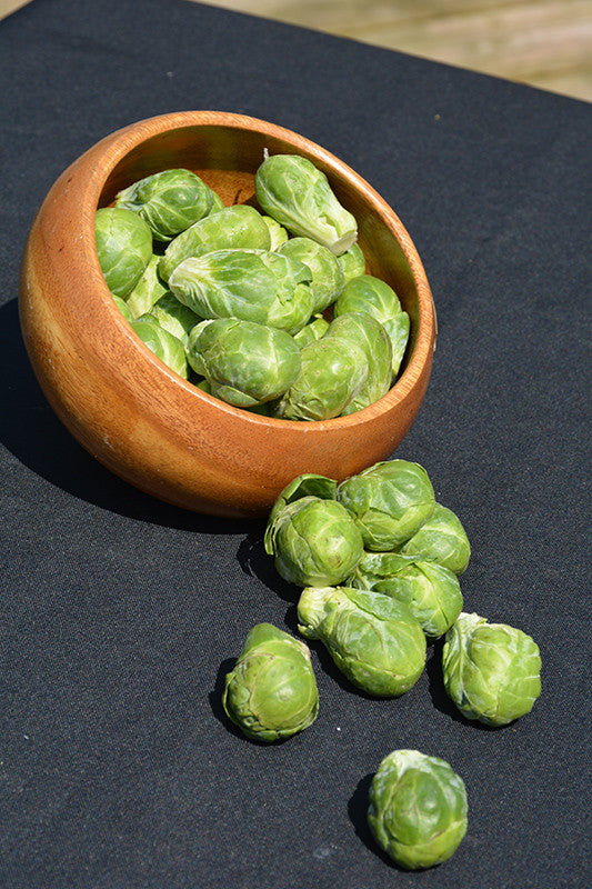 Long Island Brussels Sprout